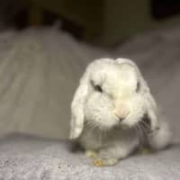 Photo of Count Von Count