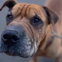 Photo of Bruiser 