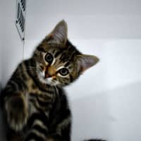 Photo of Hattie