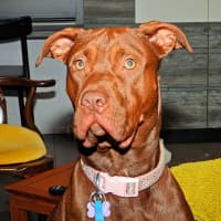 Photo of Coco