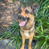 Photo of Diesel