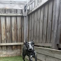 Photo of Blue