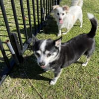 Photo of Jasper And Buttons💖(Buttons On Trial 28/7/24)