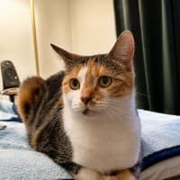 Photo of Cindy Clawford