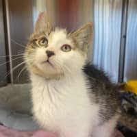 Photo of Tom & Hardy