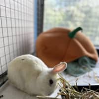 Photo of Cotton