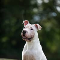 Photo of Benji