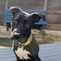 Photo of Rosco