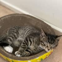 Photo of Gabriel**2nd Chance Cat Rescue**