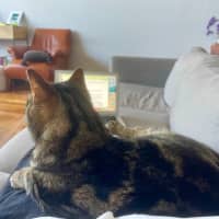 Photo of Kai *9 Lives Project Rescue*