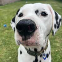 Photo of Diego   9 Year Old Dalmatian