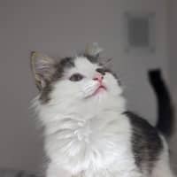 Photo of Pumpkin