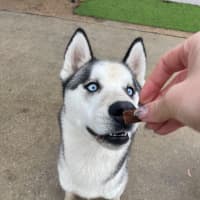 Photo of Cheeko