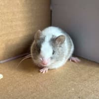Photo of Remus