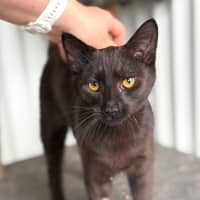 Photo of Flint