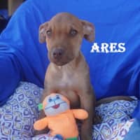 Photo of Ares