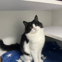 Photo of Shamrock