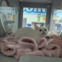 Photo of Chicken Loaf