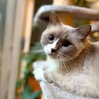 Photo of Theo   In Foster Care In Templestowe