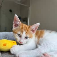 Photo of Crumpet