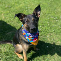 Photo of Jaeger   1 Year Old German Shepherd (Trial)
