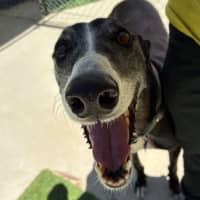 Photo of Mummu The Greyhound