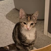 Photo of Tinkabell 