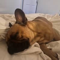 Photo of Buckley   3 Year Old French Bulldog