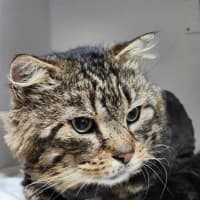 Photo of 🐟 Mahi Mahi 6469 🐟