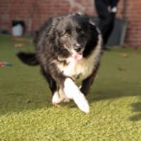 Photo of Jazz