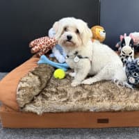 Photo of Max (Was Yoki ) 