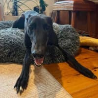 Photo of Egor, The Greyhound