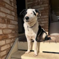 Photo of Spotty