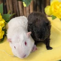 Photo of Ghost & Patrick