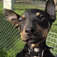 Photo of Roxy