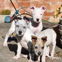 Photo of Jilly   14 Week Old Cattle Dog X (Trial)