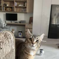 Photo of Shelby