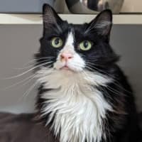 Photo of Beezulbub