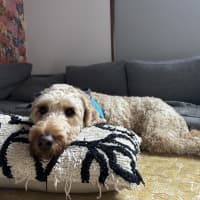 Photo of Brodie