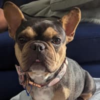 Photo of Lexi   1 Year Old French Bulldog (On Trial)
