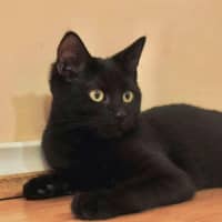 Photo of Shadow 🥰