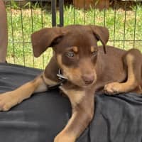 Photo of Hokey Pokey