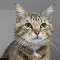 Photo of Lynx