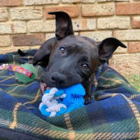 Photo of Cinders
