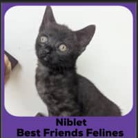 Photo of Niblet 
