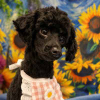 Photo of Missy