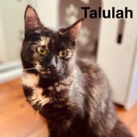 Photo of Talulah 