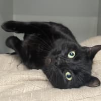 Photo of Apollo