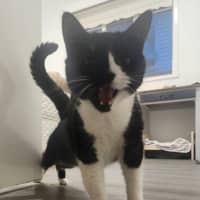 Photo of Dusty   In Foster Care In Ardeer
