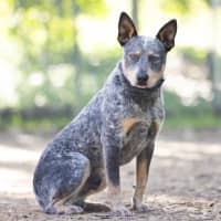 Photo of Cobalt